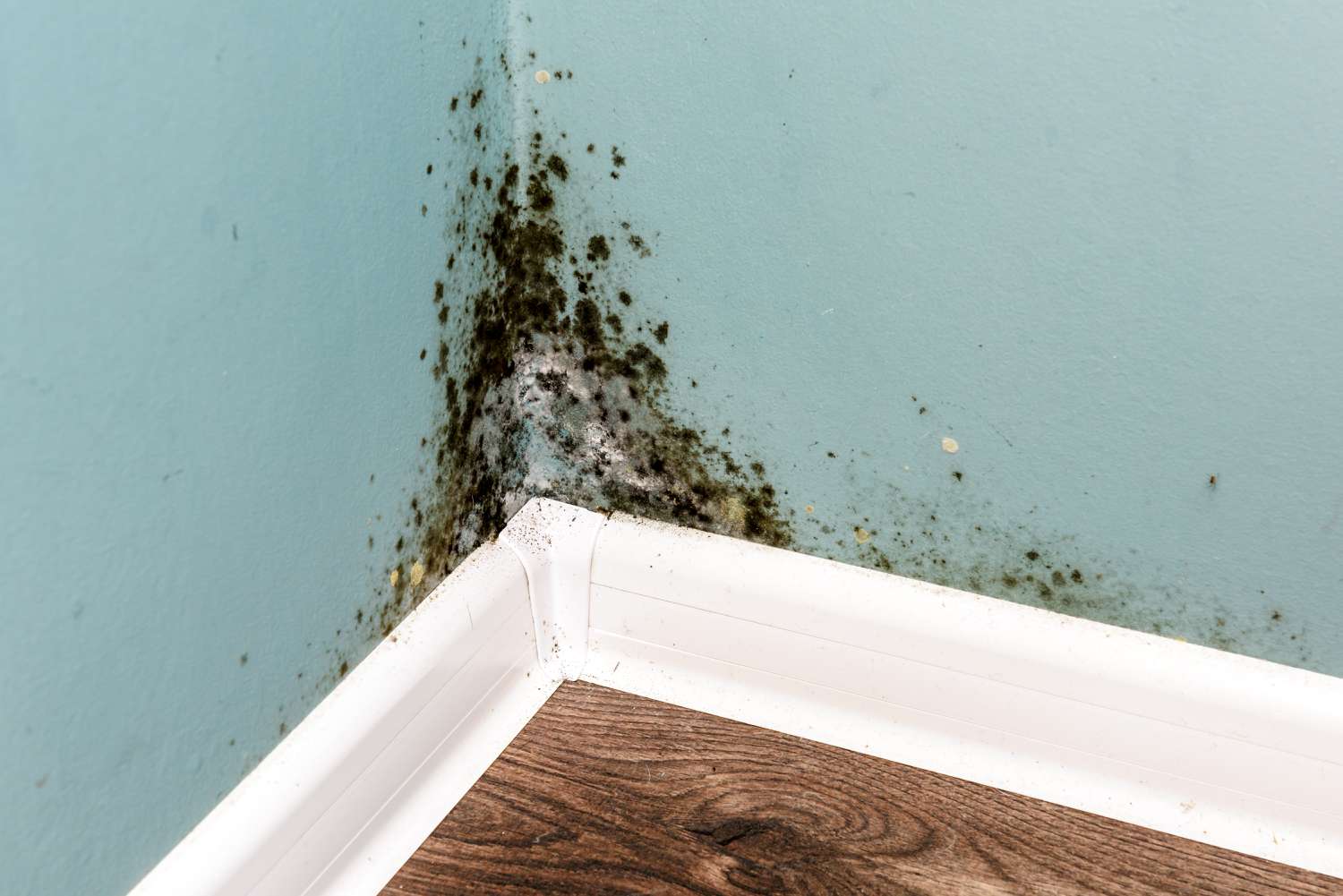 10 Signs Of Mold In Your Home